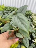 Baby Philodendron Sodiroi