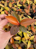 Baby Plant/4" Philodendron Sun red