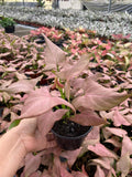 4" Syngonium Pink Perfection "Cherry"