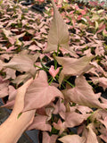 4" Syngonium Pink Perfection "Cherry"