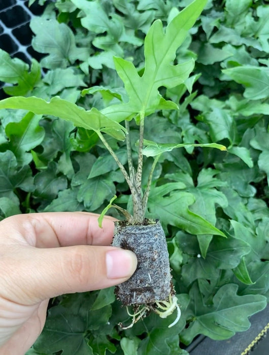 Baby Plant/4" Alocasia Brancifolia (Pink Passion)