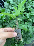 Baby Plant/4" Alocasia Brancifolia (Pink Passion)