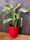 4" Monstera Adonsonii "Veriagated" Swiss Cheese (Rare Plant)