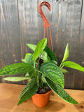 4"/6"/Cuttings Monstera Peru *RARE FIND*