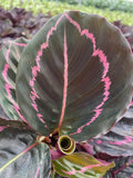 4" Calathea Rosceapicta "Dottie"