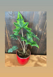 2" Pot Alocasia Jacklyn "Rare Plant"