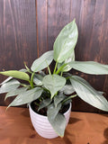 4"/6" Philodendron Hastatum 'Silver Sword' **** RARE FIND ****