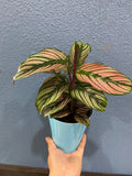 Baby Plant/4"/6" Calathea Whitestar *SUPER RARE*... One of my TOP 3 Calathea.