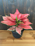 4"/6" Aglaonema Chinese Evergreen "CHERRY"