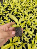 Baby Plant/4" Philodendron Golden Crocodile