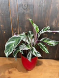 Baby Plant 4"/6" Calathea Fusion White