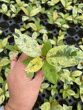 Baby/4" Ficus Shiveriana Variegated