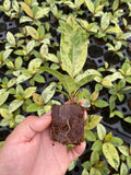 Baby/4" Ficus Shiveriana Variegated