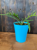 4" Philodendron Tortum "Rare Plant"