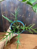 4" Philodendron Tortum "Rare Plant"