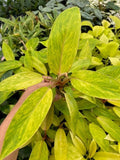 Baby/4" Philodendron Painted Lady