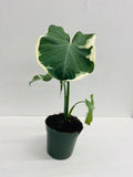 4" Alocasia Mickey mouse