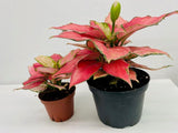 4"/6" Aglaonema Chinese Evergreen "CHERRY"