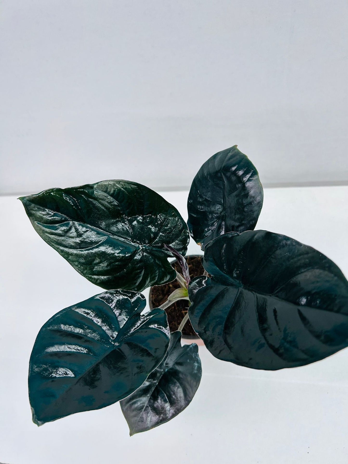 4"/6" Alocasia Infernalis (Black Panther) *** RARE PLANT***