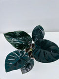 4"/6" Alocasia Infernalis (Black Panther) *** RARE PLANT***