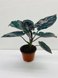 4"/6" Alocasia Infernalis (Black Panther) *** RARE PLANT***