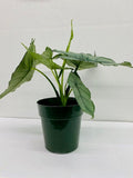 6" Alocasia Heterophylla (Dragons Breath)