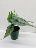 6" Alocasia Heterophylla (Dragons Breath)