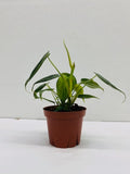 Baby Plant/4" Philodendron Brandi