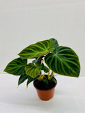 2"Baby/4" Philodendron Verrucosum