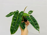 Baby Plant/4" Philodendron Billietiatiae Croat