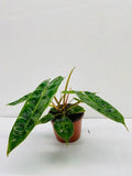 Baby Plant/4" Philodendron Billietiatiae Croat