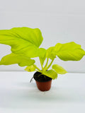 Baby plant/4"/6" Philodendron Warsewiczii Aurea