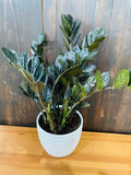 4"/6" Zamioculcas Black ZZ