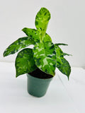 4"/6" Aglaonema Pictum Tricolor