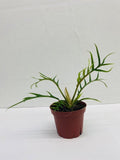 4" Philodendron Tortum "Rare Plant"