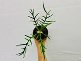 4" Philodendron Tortum "Rare Plant"
