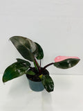 4"/6" Philodendron Pink Princess