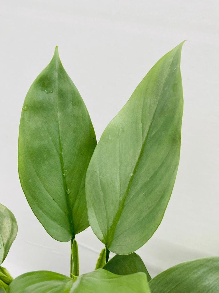 4"/6" Philodendron Hastatum 'Silver Sword' **** RARE FIND ****
