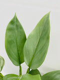 4"/6" Philodendron Hastatum 'Silver Sword' **** RARE FIND ****