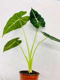 Baby Plant/4"/6" Alocasia Frydek