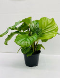 4"/6" Calathea Orbifolia (Watermelon)