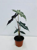 4" Alocasia Sanderiana 'Nobilis'