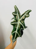4" Alocasia Sanderiana 'Nobilis'