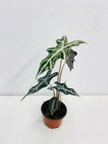 4" Alocasia Sanderiana 'Nobilis'