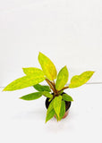 Baby/4" Philodendron Painted Lady