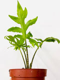 Baby Plant/4" Alocasia Brancifolia (Pink Passion)