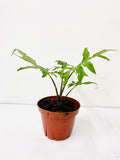 Baby Plant/4" Alocasia Brancifolia (Pink Passion)