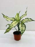 4"/6" Aglaonema Spring "Snow White"