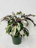 4"/6" Calathea Stella