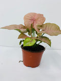 4" Syngonium Neon Pink